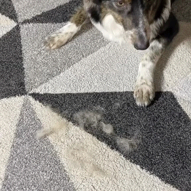 Navozilo® Reusable Pet Hair Remover Mitt